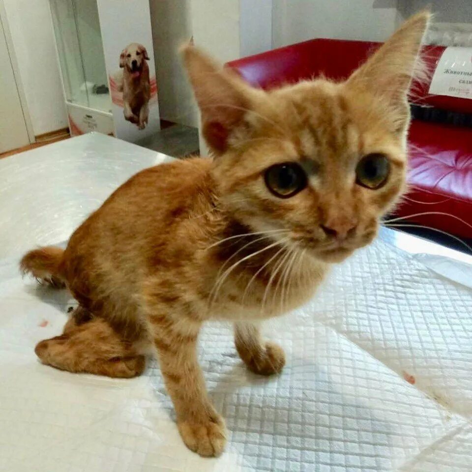 Котёнко избили. Котёнко избили. Избили кошку. Избили кошку. Избили кошку.