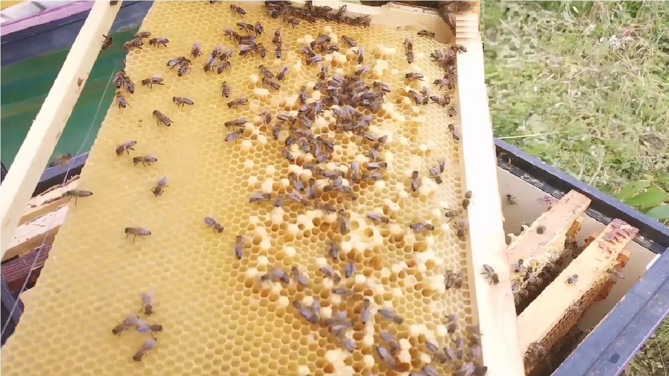 Коллапс пчелиных