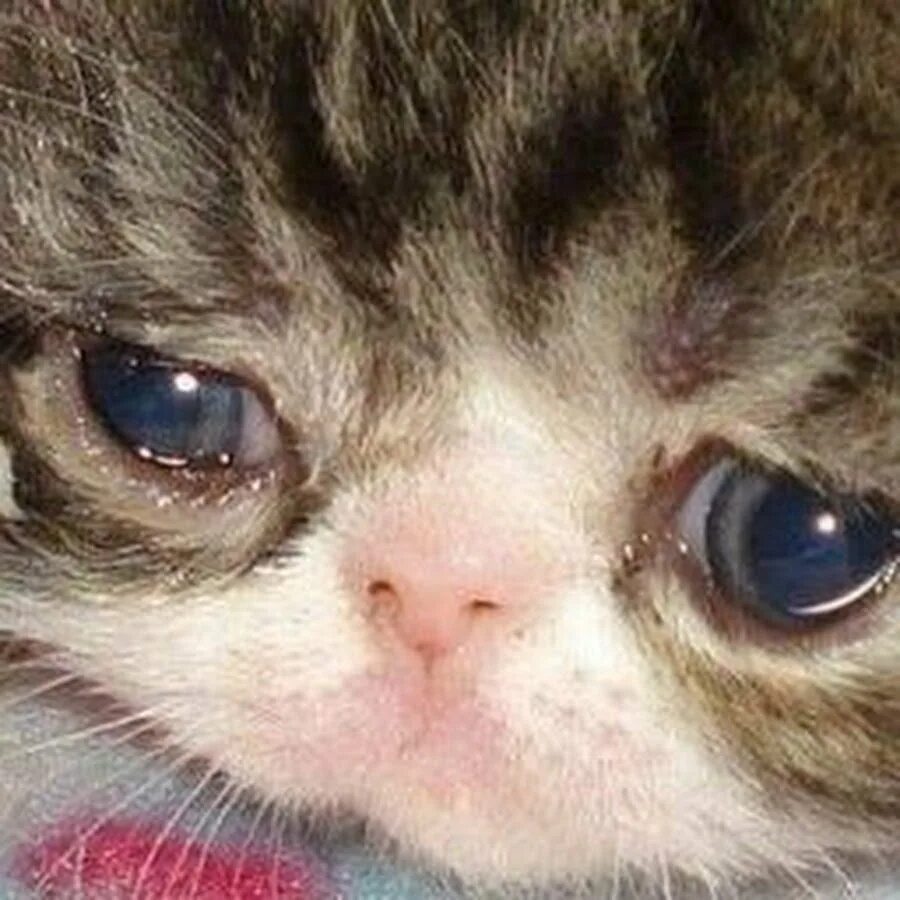 Кот заплакал. Грустный котик. Кот заплакал. Плачущий котенок. Кошечка плачет.