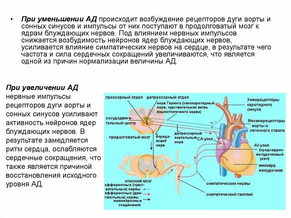 Хеморецепторы дуги аорты и каротидного синуса. Каротидный синус и дуга аорты. Возбуждение хеморецепторов дуги аорты. Рецепторы сердца физиология.