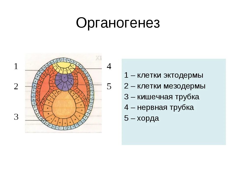 Три стадии характеризующие стадию органогенеза. Мезодерма эктодерма энтодерма эмбрион. Зародышевые листки эктодерма энтодерма мезодерма. Эктодерма мезодерма энтодерма структура клетки. Эмбрион эктодерма мезодерма.
