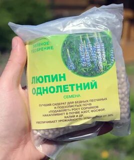 Посев семян люпина