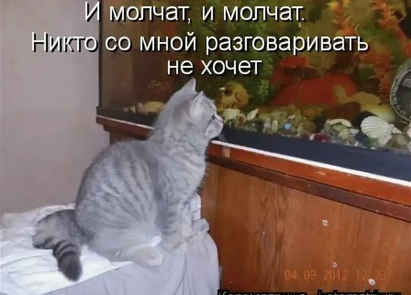 Почему коты молчат