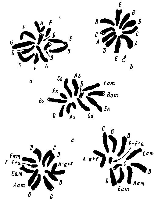 Наборы хромосом у различных организмов. Полиплоидия хромосомы. Полиплоидный ряд растений. Полиплоидные ряды. Полиплоидный набор хромосом это.