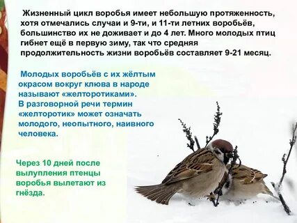 Растрепанный воробей описать воробья