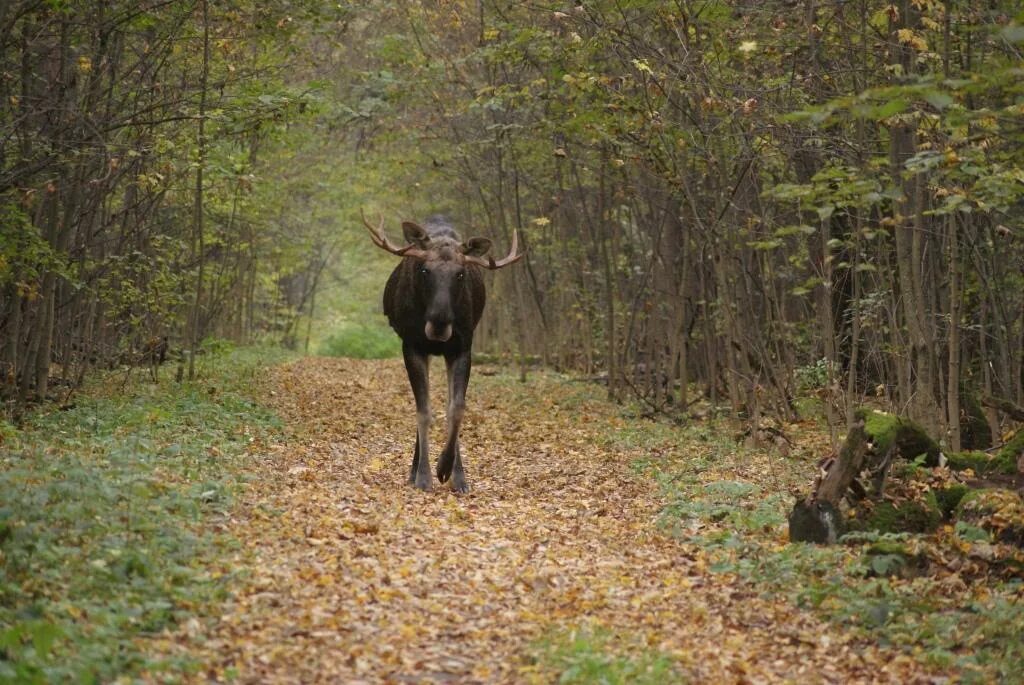 Лосиный остров национальный парк. Парк заповедник Лосиный остров. Лосиный остров национальный парк Королев. Мытищи парк Лосиный остров национальный. 4 лося в москве