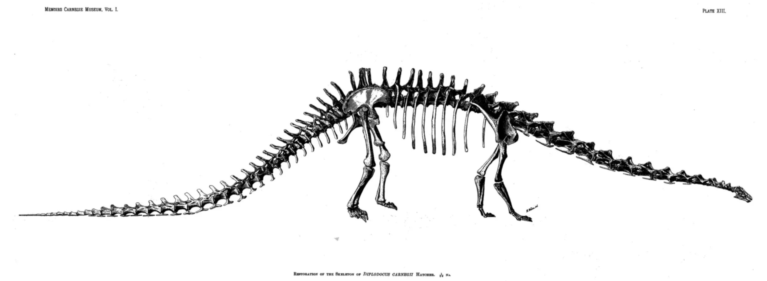 Скелет хвоста. Скелет диплодока. Скелета диплодока Карнеги. Диплодок динозавр скелет. Череп диплодока.