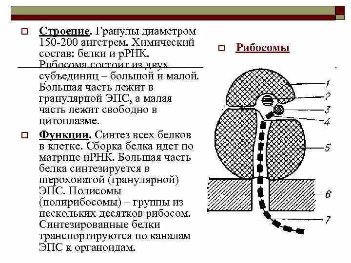 Клеточный центр рибосомы строение функции. Строение рибосомы. рибосомы строение и функции. строение рибосомы кратко. рибосомы функции.