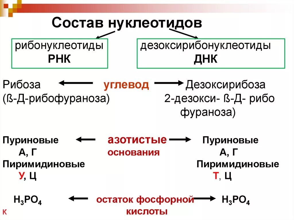 Углеводы днк и рнк. Дезоксирибонуклеотиды. Рибонуклеотиды и дезоксирибонуклеотиды. Состав дезоксирибонуклеотида. Углевод ДНК И РНК.