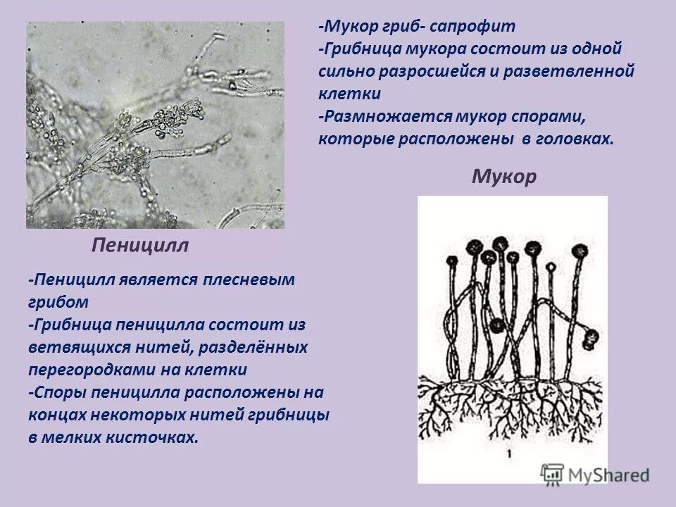 Мукор царство грибов