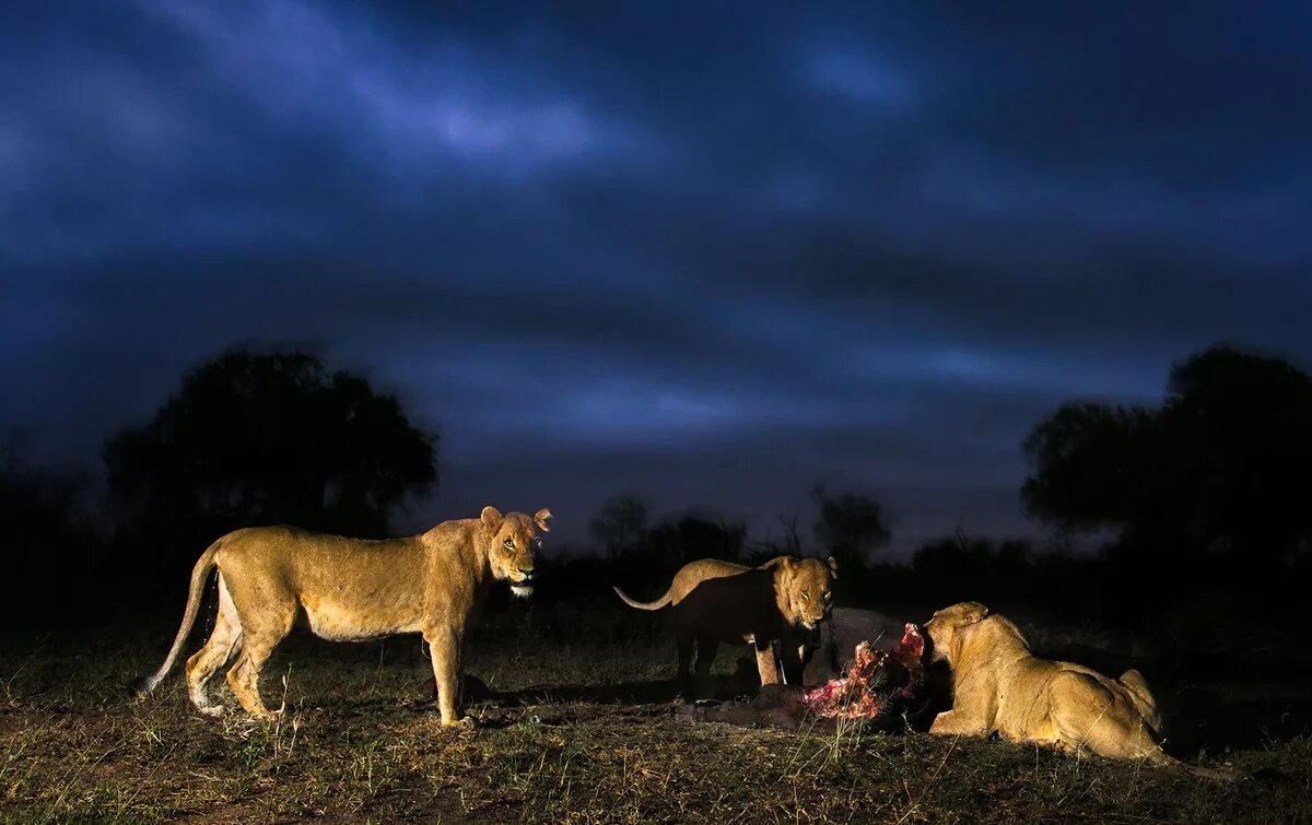 Львы африканской ночи. Африканский лев. Смилодон кот семён. Ночной охотник фоллаут. Львы ночные хищники.