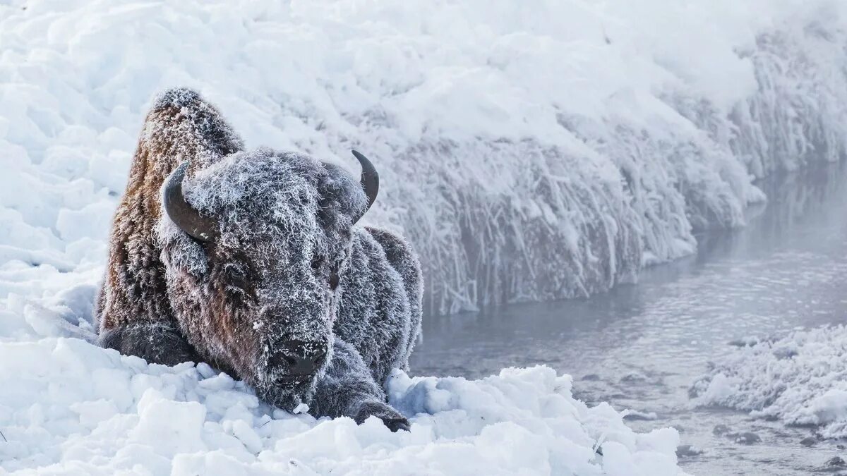 Яки зимой. Зубр в снегу. бык в снегу. зубр зимой. бык зимой.