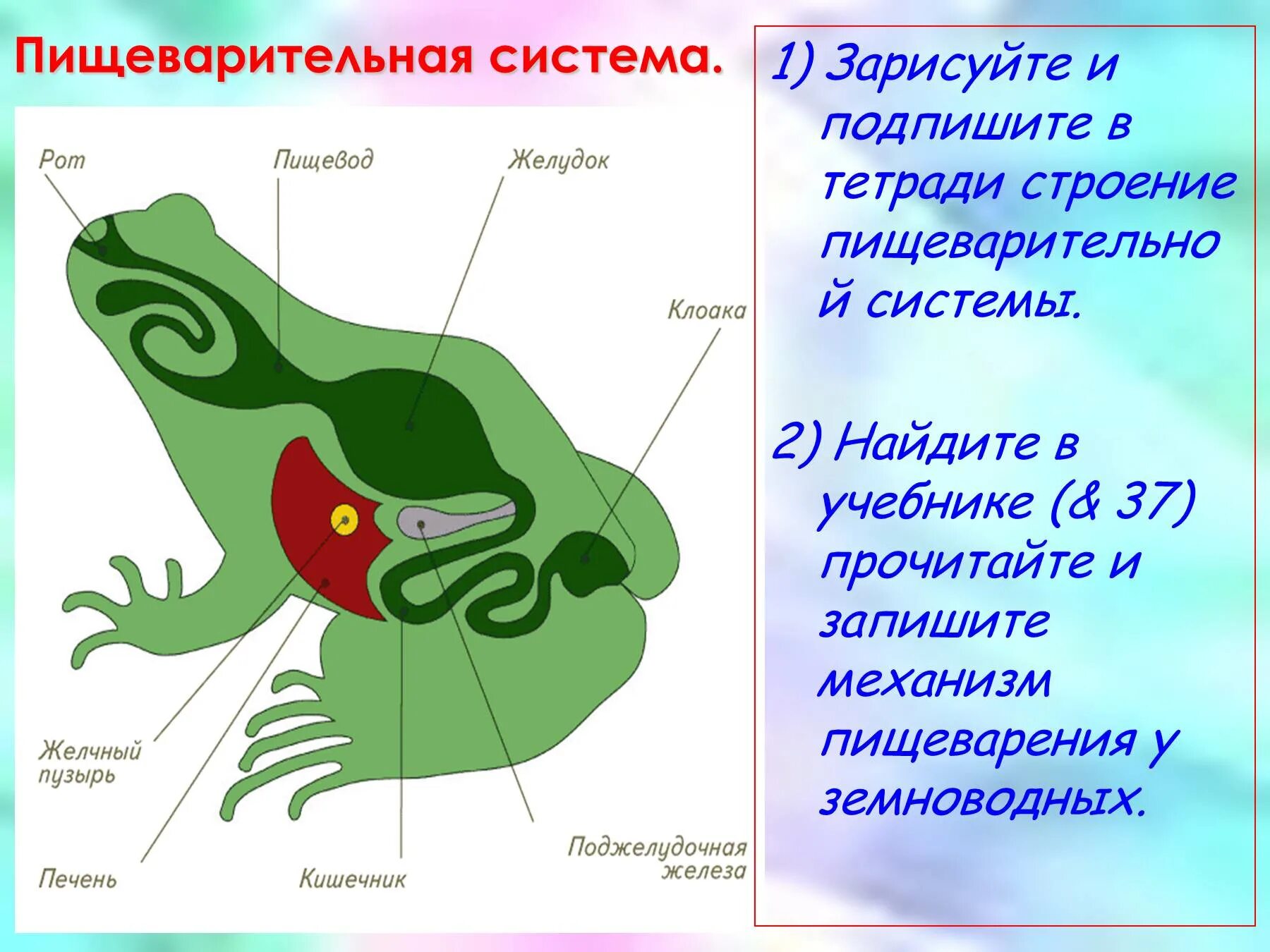 Земноводные печень. Пищеварительная система земноводных схема. Схема пищеварительной системы лягушки 7 класс биология. Строение пищеварительной системы амфибий. Класс земноводные строение лягушки.