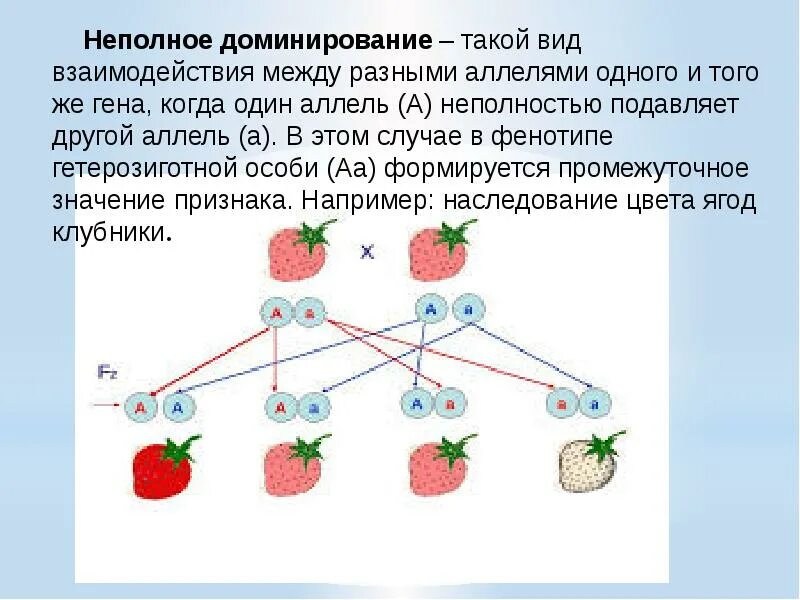 Взаимодействие генов неполное доминирование. Неполное доминирование примеры. Взаимодействие между генами. Взаимодействие генов. Закономерности наследования. Принцип неполного доминирования