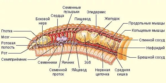 Кольчатые черви половая. Строение половой системы кольчатых червей. Структуры половой системы кольчатых червей. Строение половой системы дождевого червя. Органы половой системы у кольчатых червей.