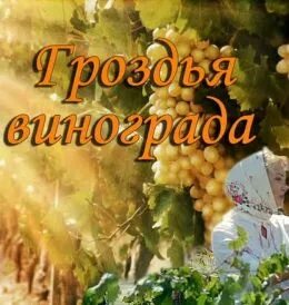 Гроздья винограда 2020