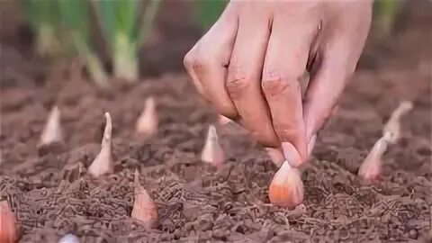 На какую глубину посадить лук. На какую глубину посадить лук