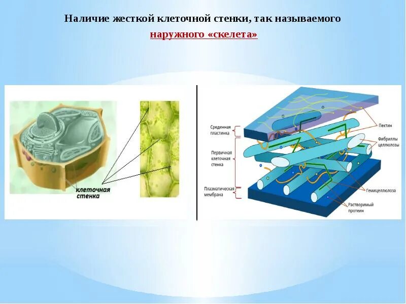 Стенка растительной клетки состоит из. Клеточная стенка. Клеточная стенка растений. Строение клеточной стенки растений. Целлюлозная клеточная стенка.