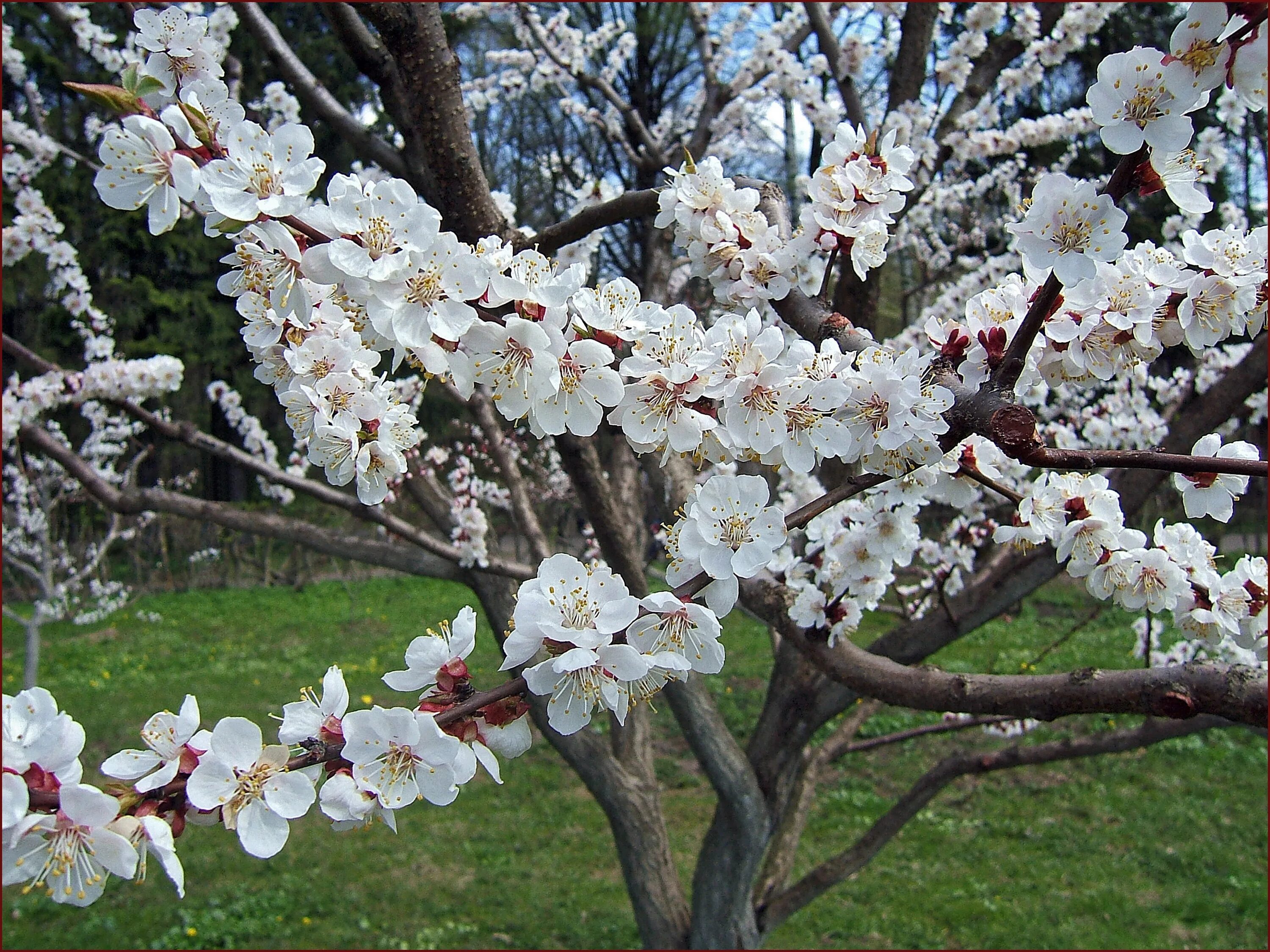Цветущий абрикос дерево фото. Урюк дерево цветет. Абрикос дерево цветение. Абрикос дерево зацвел. Абрикос обыкновенный цветение.