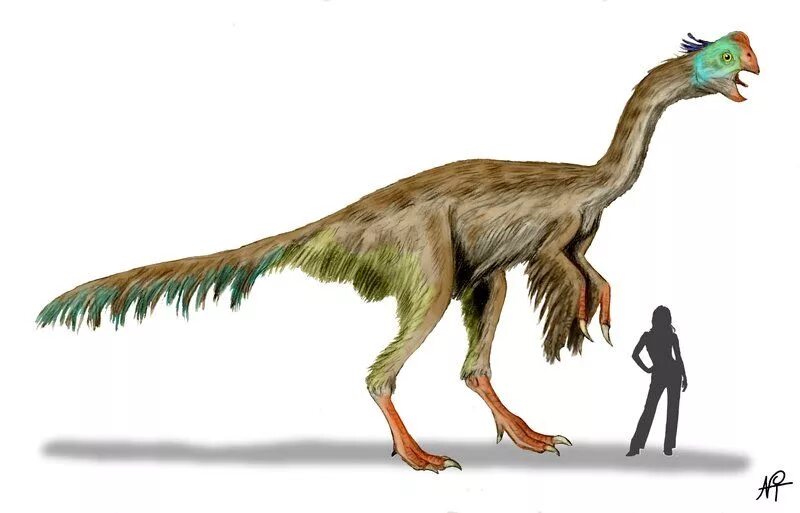 Гигантораптор. Gigantoraptor erlianensis. гигантораптор динозавр. гигантораптор размеры. номингия динозавр.