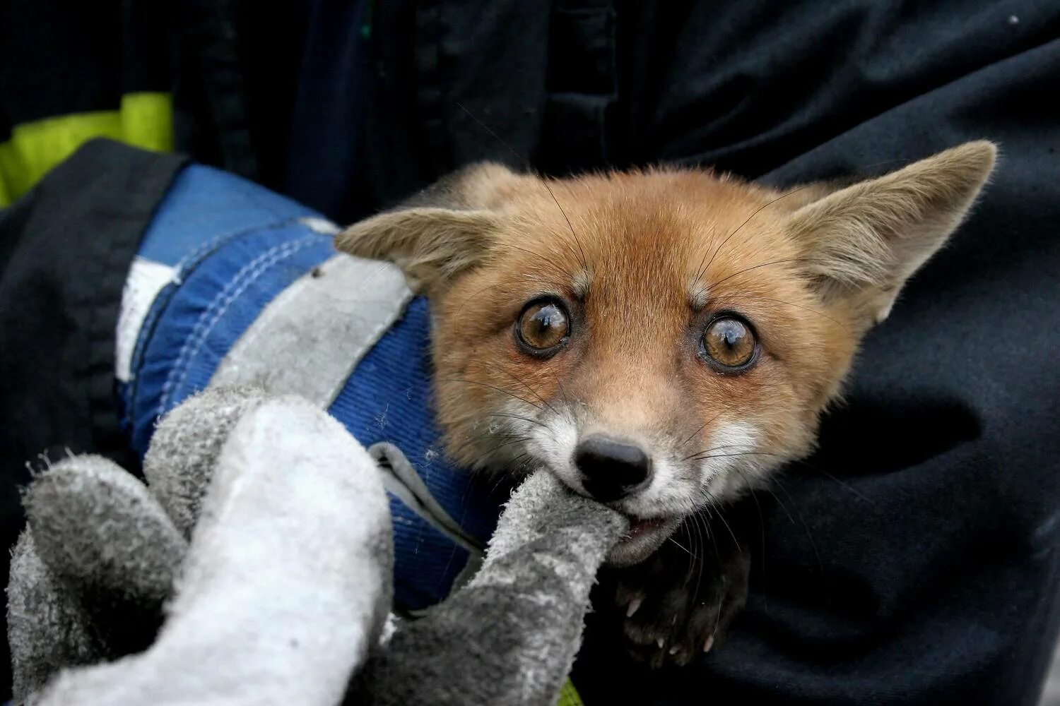 лиса. смешная лиса. лиса улыбается. забавные лисы. лисы с узкими глазами.
