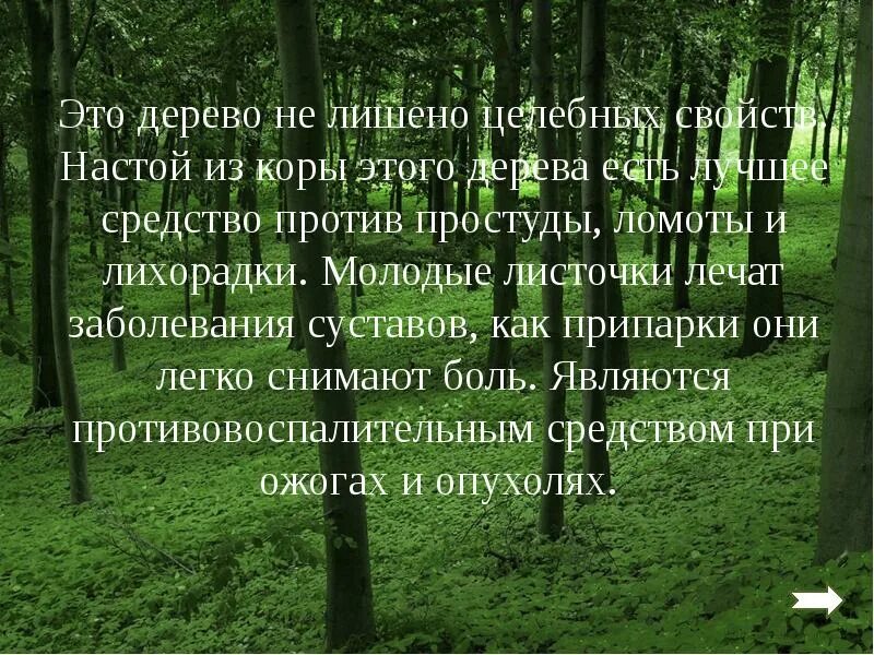 Целебные свойства деревьев. Целебные свойства деревьев