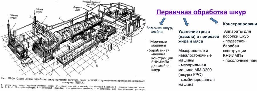 Линии крупного рогатого скота