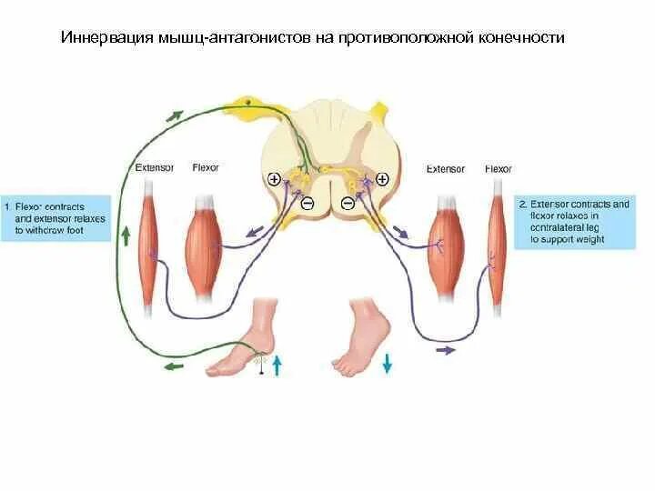 Иннервация и рефлексы. Рефлекс мышц антагонистов. Схема реципрокной иннервации мышц-антагонистов. Реципрокная иннервация мышц-антагонистов. Принцип реципрокной иннервации.