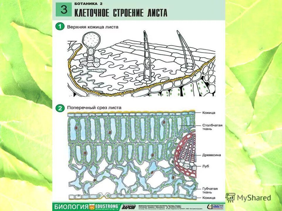 строение среза листовой пластинки. строение жилок листа 6 класс. клеточное строение листа. строение листа биология 6 класс внутри. внутреннее строение листа функции.
