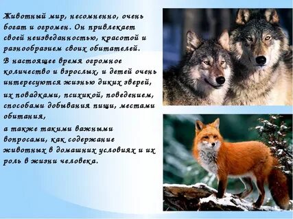 Сообщение о животном который