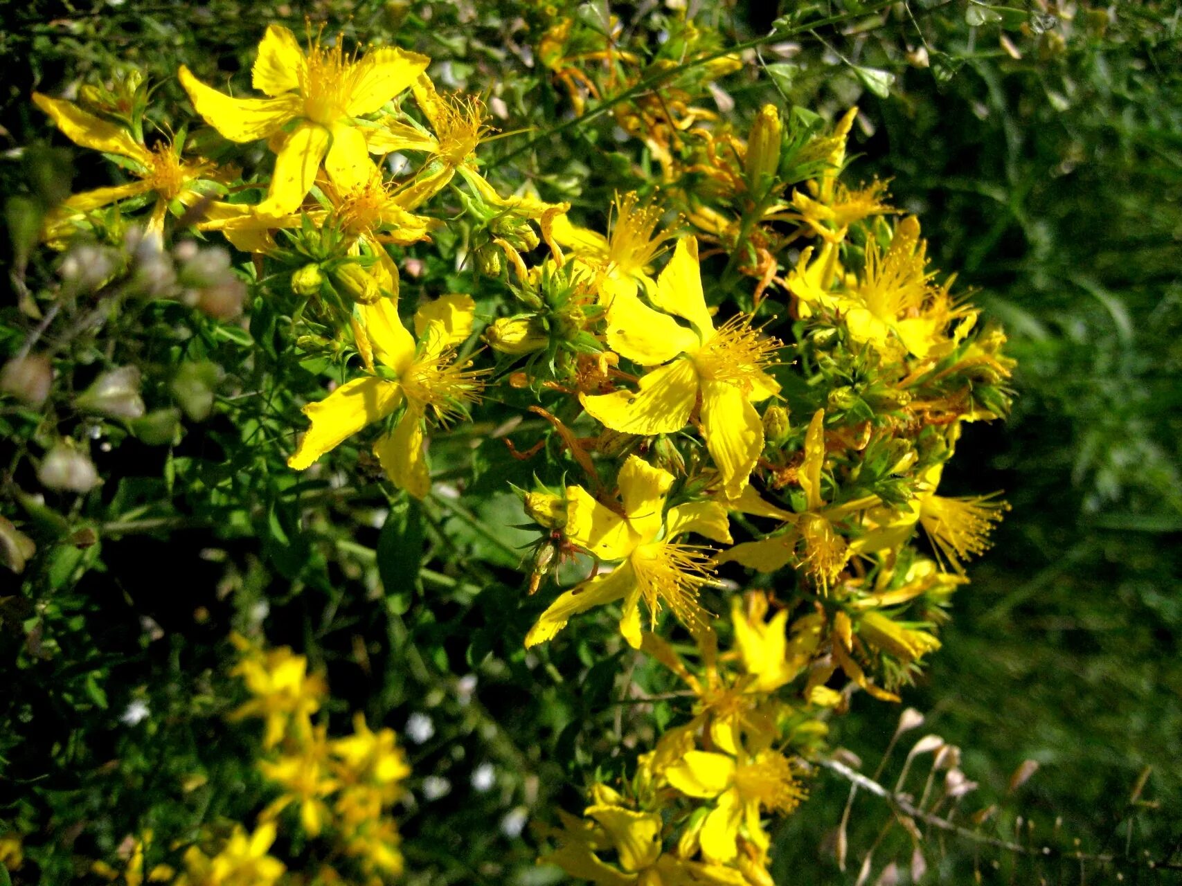 Зверобой продырявленный (обыкновенный). Зверобой продырявленный (Hypericum perforatum). Зверобой Монбре. Зверобой обыкновенный Hypericum perforatum.