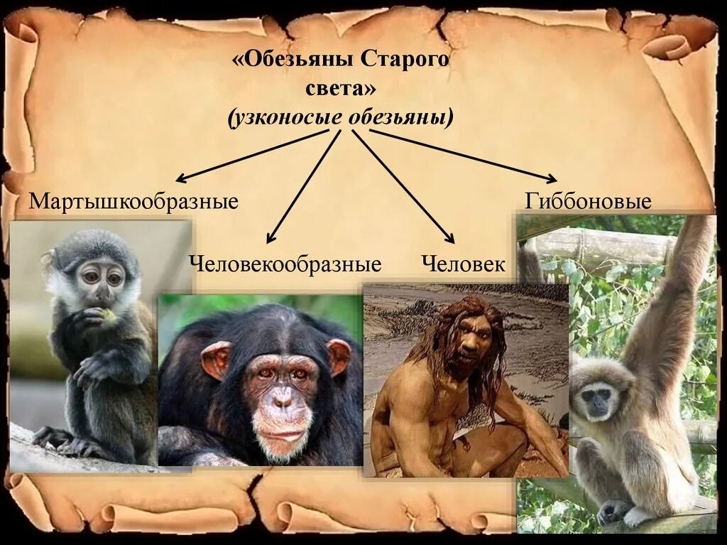 Высшие приматы виды. Узконосые приматы представители. представители высших приматов. узконосые обезьяны старого света. обезьяны представители.