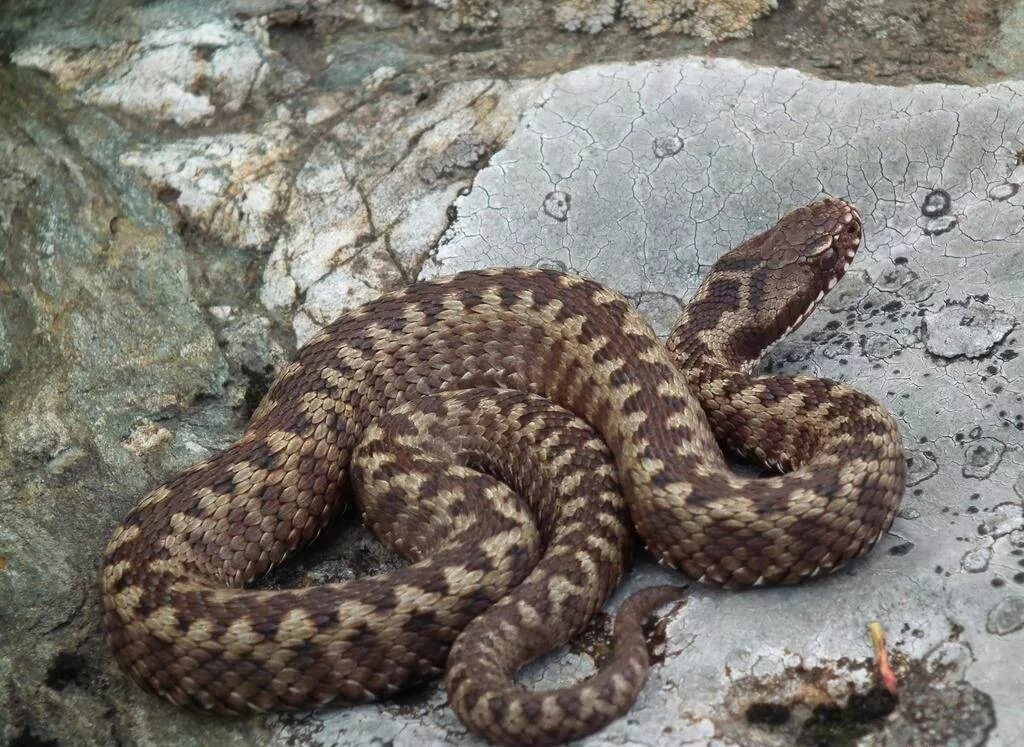 Какие змеи описания и фото. Гюрза Vipera lebetina. Степная гадюка Гюрза. Ядовитая змея Гюрза. Гадюка Лотиева.