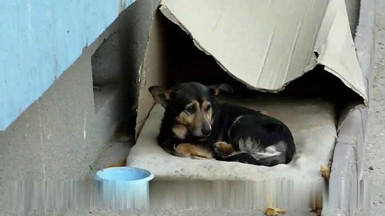 Собака прожить без воды. Бездомный щенок. Бедные бездомные животные. Фото бездомных животных. Бездомные домашние животные.