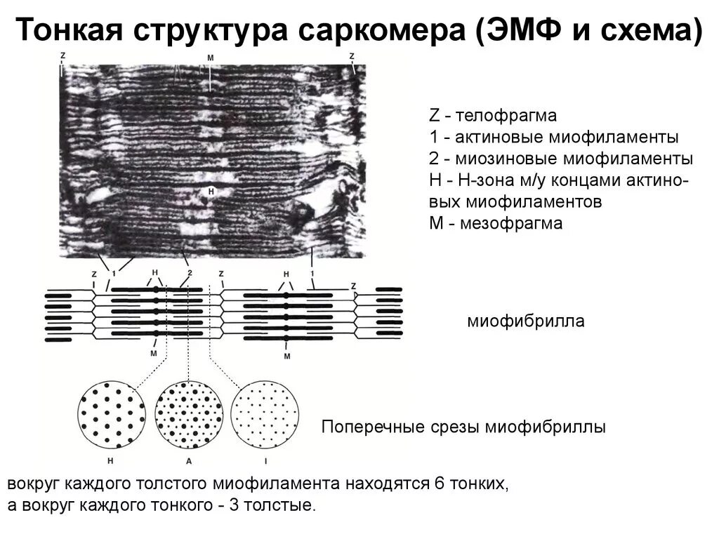 Каким номером на рисунке обозначена миофибрилла. Тонкая структура саркомера (ЭМФ И схема). Схема саркомера миофибриллы мышечного волокна. Саркомер Электронограмма. Саркомер строение гистология.