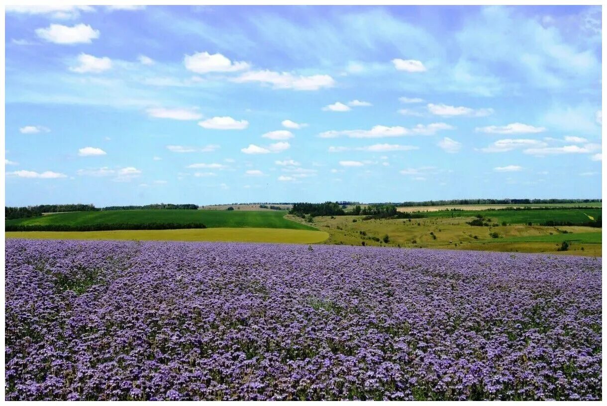 Ферма кукурузы. Подсолнуховые поля краснодарский край. Поле сельское хозяйство. Поле с грядками. Плантация тартарона.