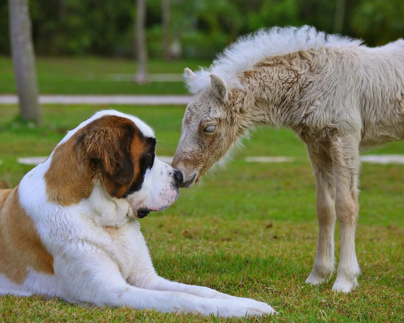 Лошадь собака совместимость мужчина. Лошадь и собака. Овчарка и лошадь. Мини лошадь и собака. Большая лошадь и маленькая собака.