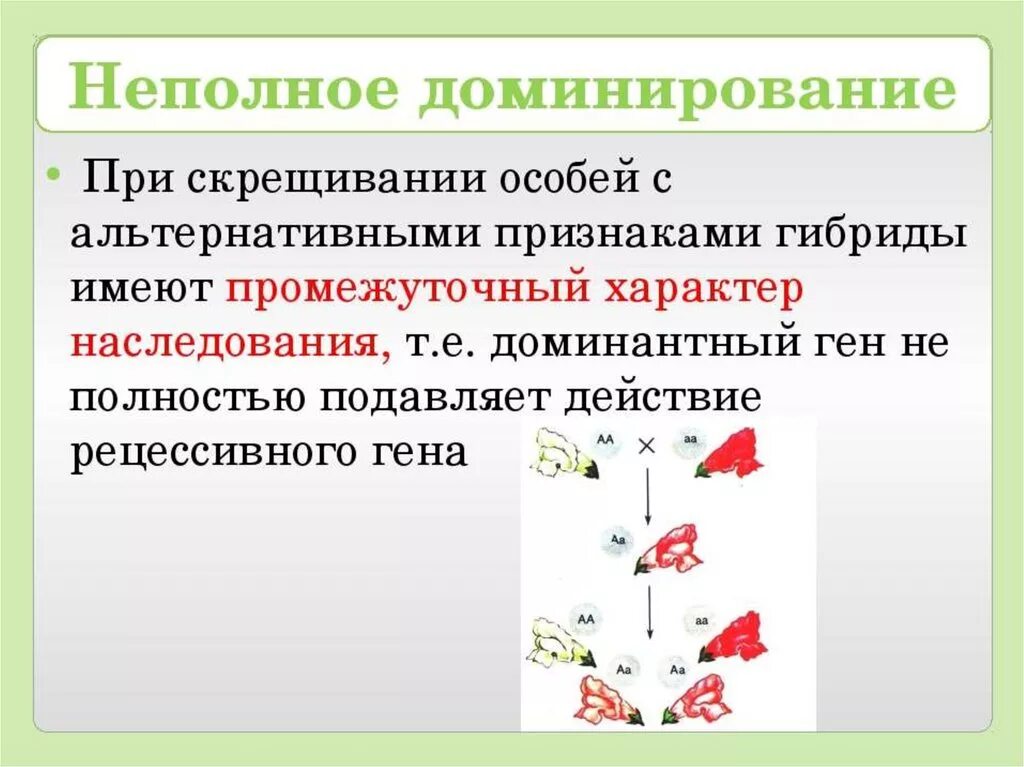 Промежуточный характер наследования неполное доминирование. Промежуточное наследование признаков при неполном доминировании. Характер наследования неполное доминирование. Неполное доминирование генетика. Принцип неполного доминирования