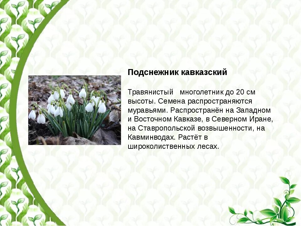 Какие растения встречаются в ставропольском крае. Подснежник кавказский красная книга ставропольского края. красная книга ставропольского края растения подснежник кавказский. подснежники ставропольский край. подснежник кавказский описание.