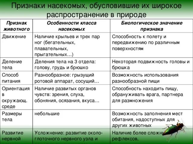 Какие типы организмов играют основную роль. Характерные признаки насекомых таблица. Особенности строения насекомых. Признаки класса насекомые. Признаки и особенности класса насекомых.