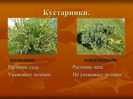 Презентация дикорастущие кустарники