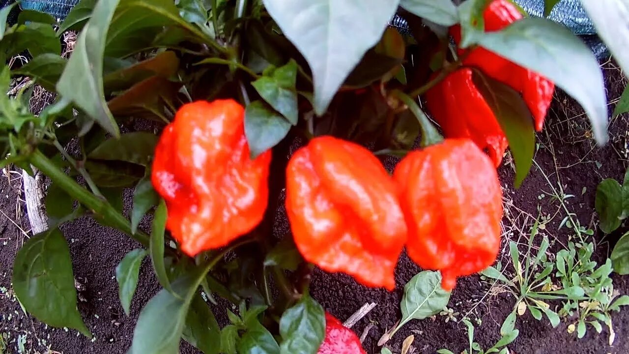 Семь перцев. 7pot congo giant yellow- острый перец. семь перцев владивосток. перец 7 pot. перец скорпион в горшке.