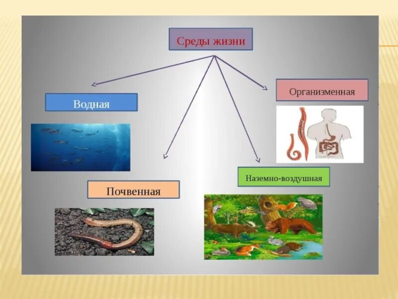 Среда обитания среда жизни. Организменная среда среда обитания. Жизнь и еда. Среды жизни водная наземно-воздушная почвенная организменная.
