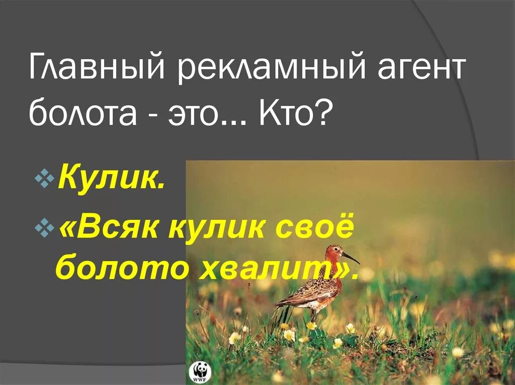 Пословица всяк кулик свое болото. Всяк Кулик свое болото хвалит. Кулик свое болото хвалит. Главный рекламный агент болота. Каждый хвалит свое болото.