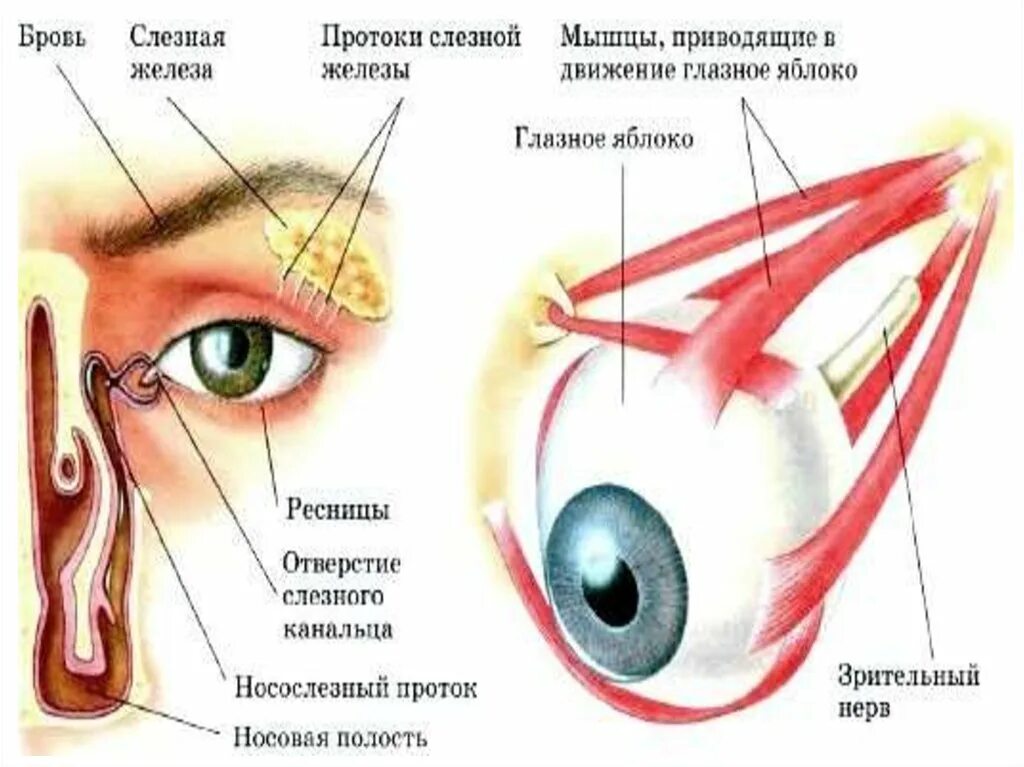 Слезный канал открывается. Носослезный проток функции. Слезная железа и носослезный проток. Слезная железа слезные канальцы слезный мешок носослезный проток. Воспаление слезного протока.