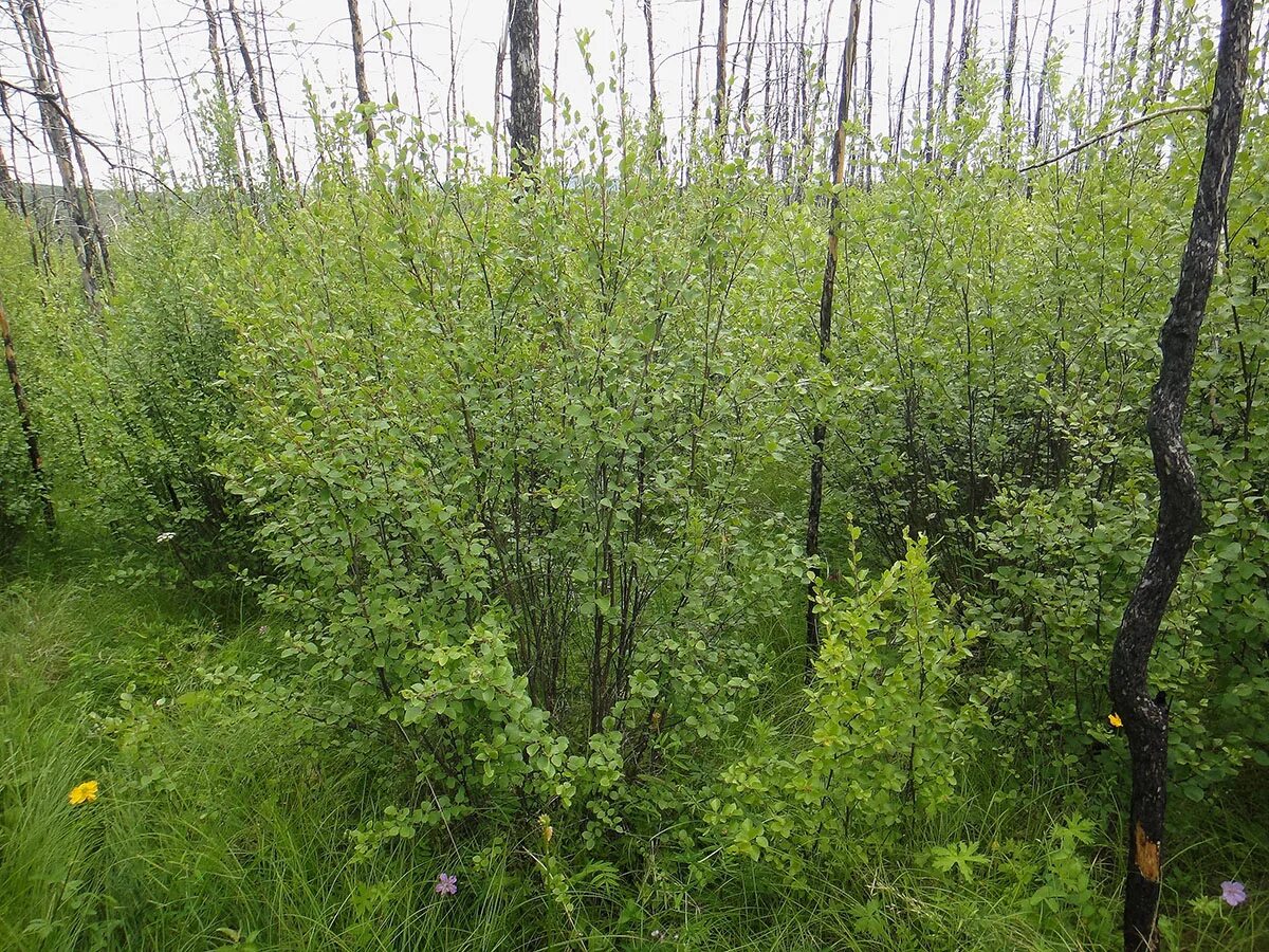 Береза приземистая Betula humilis. Береза кустарниковая Betula fruticosa. Берёза кустарниковая Ерник. Береза приземистая (лат. Betula humilis). Береза приземистая