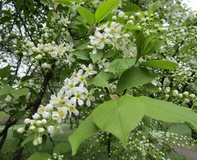 Цветет черемуха к похолоданию