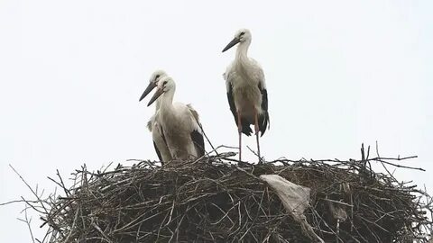 Никольские птицы
