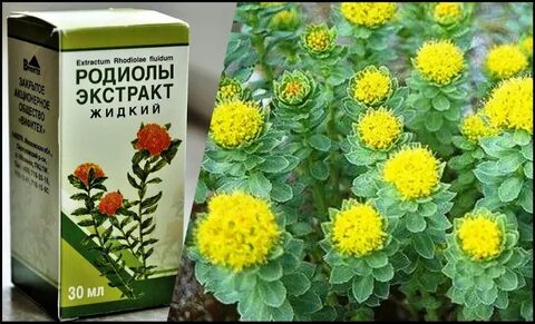 Родиола свойства