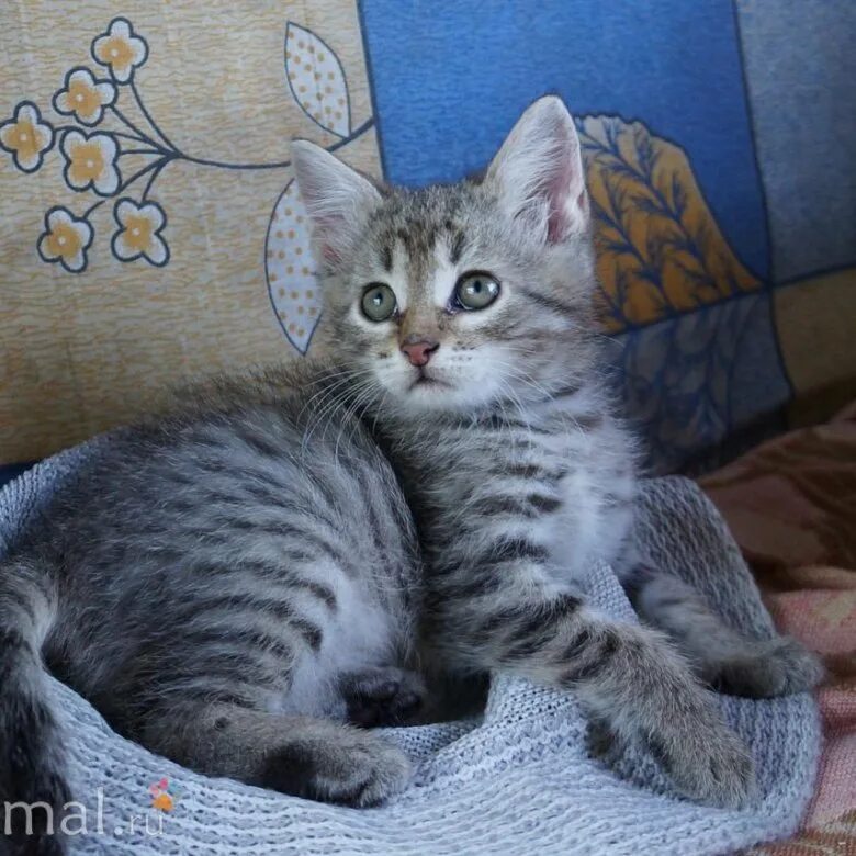 Возьмем кошечку